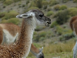 智利,南美洲,性质