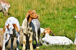 山羊,孩子,小山羊