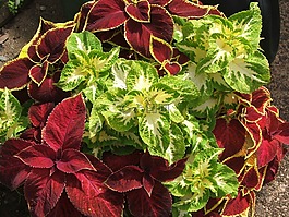 彩叶,叶子,黑奴后代