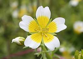 limnanthes douglasii,道格拉斯的 meadowfoam,水煮的蛋厂