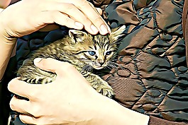 数字,图形,小猫