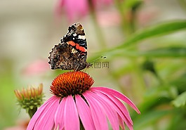 海军上将,蝴蝶,走的蝴蝶