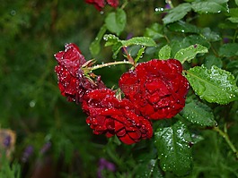 玫瑰在雨,玫瑰,红色