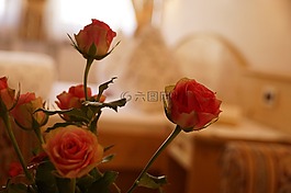 玫瑰,花,失焦