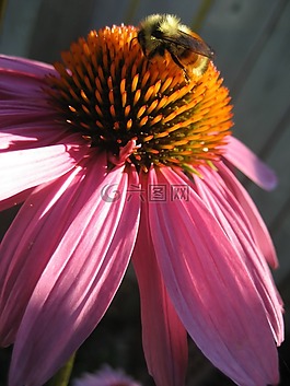 coneflower,花,紫色