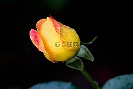 罗斯巴德,雨,玫瑰