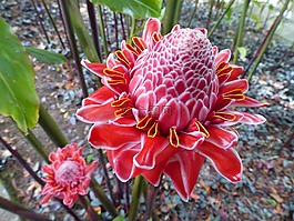 粉色,瓷,植物区系