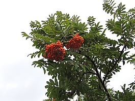 洛恩,莓果,植物