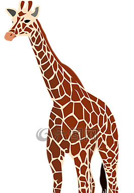 长颈鹿,哺乳动物,动物