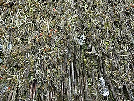 屋顶,茅草的屋顶,房子的屋顶