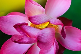荷花,花,很好