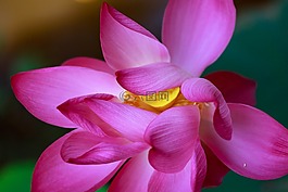 荷花,花,很好