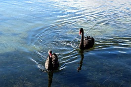 黑天鹅,天鹅,黑色