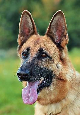 德国牧羊犬,头,狗