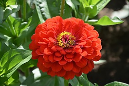花橙色-红色,植物,性质