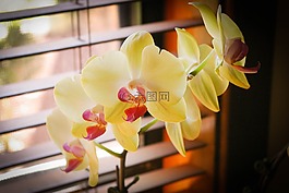 兰花,绿色,最好的