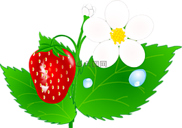 草莓,鲜花,叶子