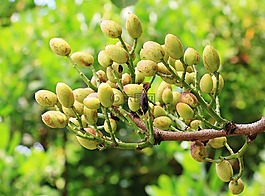 开心果,阿月浑子树,树