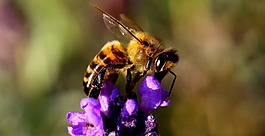 蜜蜂,薰衣草,昆虫