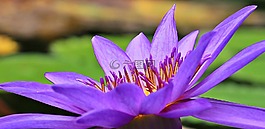 睡莲,独独黄,水生植物