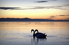 夏季,夏季假日,天鹅