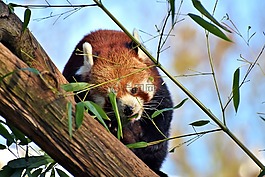 熊猫,棕熊猫,红熊猫