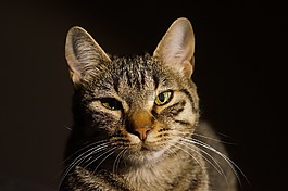 猫,猫的,可爱