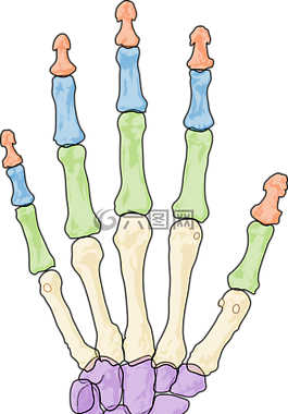 健康,骨架,人类