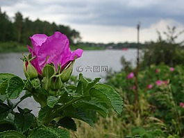 野生玫瑰,通道,路堤