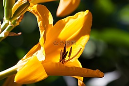 黄花菜,萱草,黄花菜植物