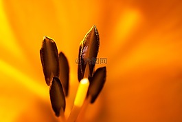 黄花菜,萱草,黄花菜植物