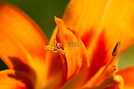 黄花菜,萱草,黄花菜植物
