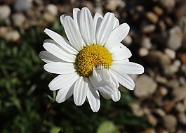 雏菊,突变体,突变