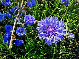 矢车菊,蓝色花,蓝色