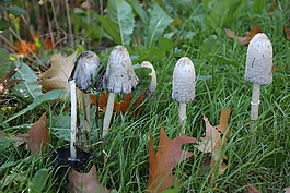 蘑菇,鸡腿,秋季
