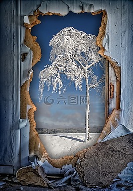 冬天,树,墙