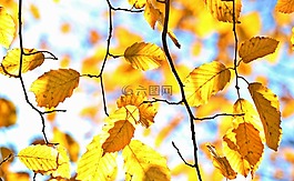 秋季,秋天的落叶,叶子