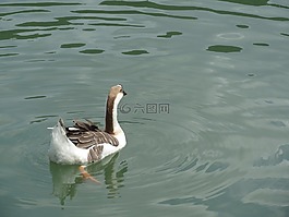 水域,鸟,湖泊