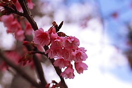 樱花,花,浪漫