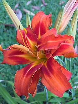 橙花,橙花瓣,花