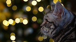 动物,圣诞节,猫