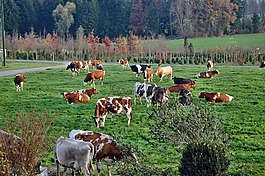 奶牛,牛群,景观