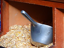 玉米,谷物,食品