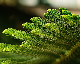 自然,户外,植物区系
