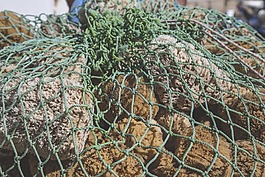 海海绵,海绵,海