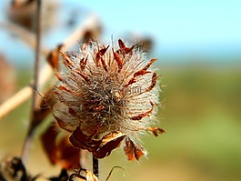 插花,干花,花卉