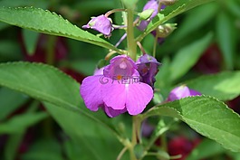 斑点的 snapweed,花,凤仙花