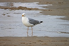 青鱼鸥,海滩,泽福格尔