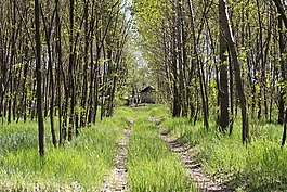 路,林道,房子在路的尽头