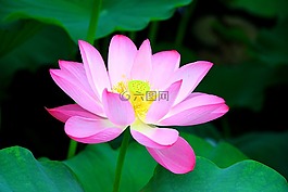荷花,莲花,盛开